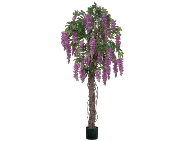 4' WISTERIA TREE PURPLE