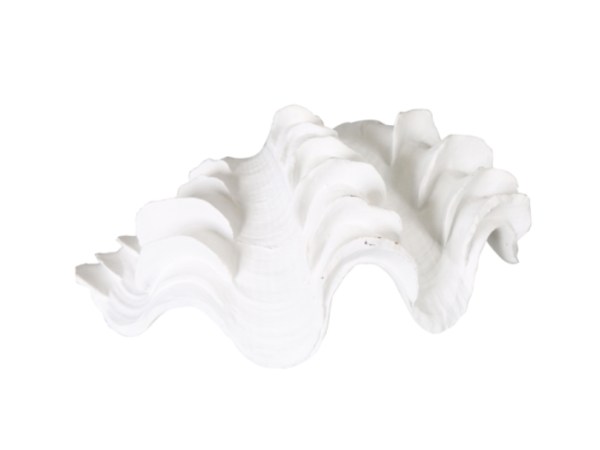 22.5cm White Shell Decoration